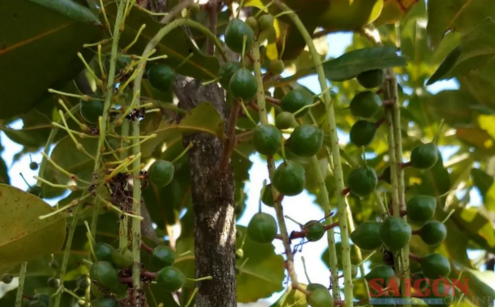 Cây mắc ca từng được ví như "cây tỷ đô" nhưng hiệu quả kinh tế sau mô hình thực nghiệm tại huyện Sơn Tây, tỉnh Quảng Ngãi, không được như mong đợi.