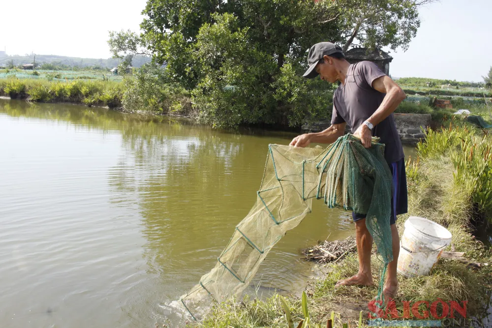 Nắng nóng kéo dài từ tháng 6 đến tháng 8 khiến người nuôi tôm gặp rất nhiều bất lợi. Ảnh: NGUYỄN TRANG