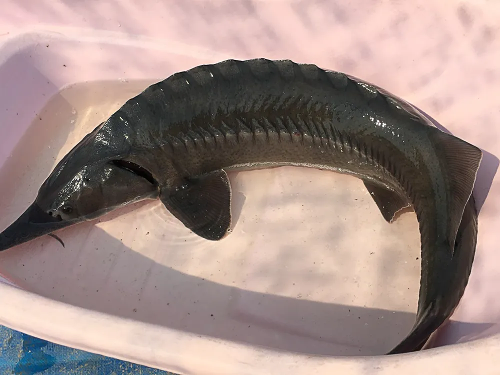 Cá tầm có giá trị kinh tế cao được UBND huyện Sơn Tây nuôi thử nghiệm từ năm 2014