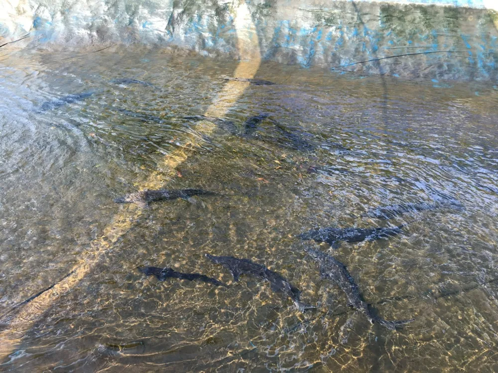 Cá tầm đang nuôi trong ao nuôi của HTX NN-DV Sơn Tây