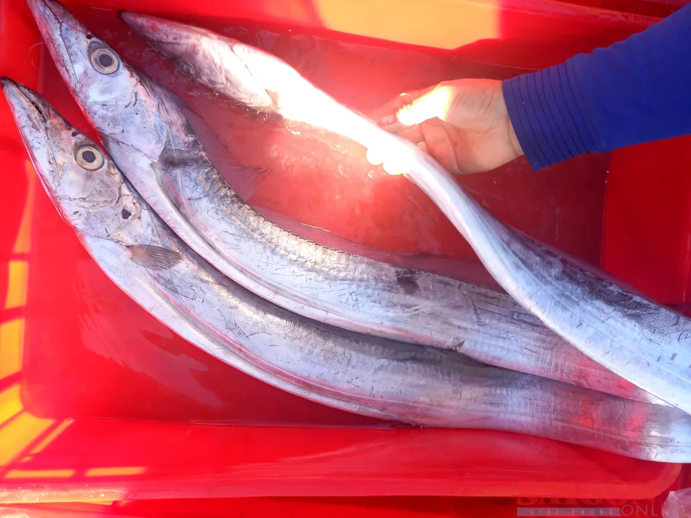 Ngư dân câu cá hố chỉ còn bán thương lái nhỏ lẻ và tại chợ. Ảnh: NGUYỄN TRANG