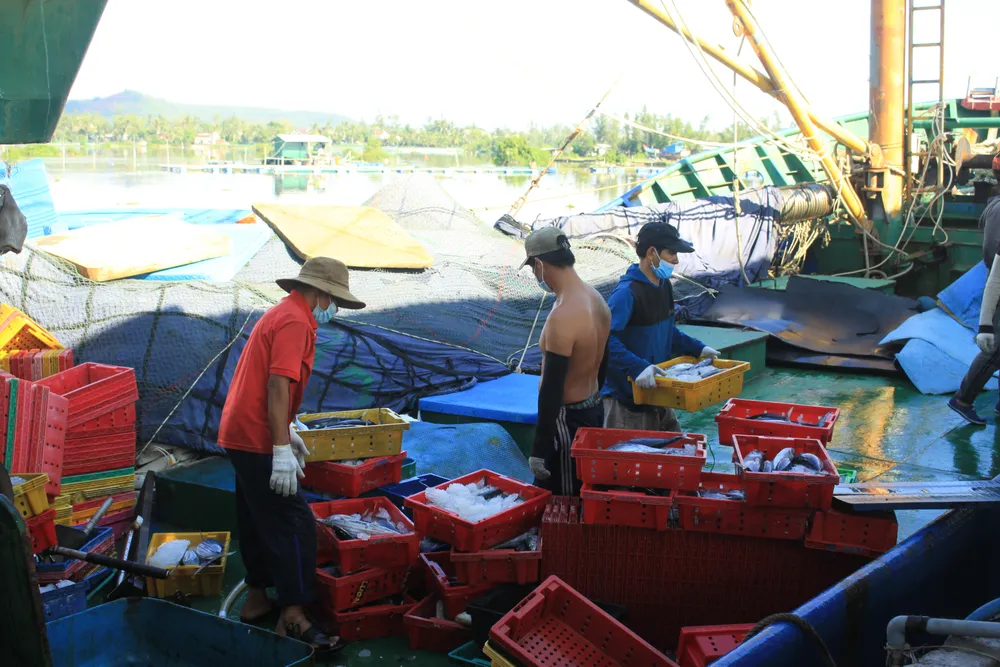 Ngư dân cập cảng bán cá sau chuyến biển. Ảnh: NGUYỄN TRANG