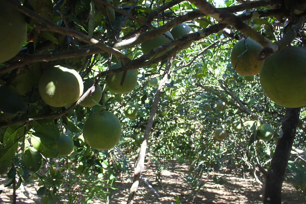 Một vườn bưởi trong xã Hành Minh, huyện Nghĩa Hành. Ảnh: NGUYỄN TRANG