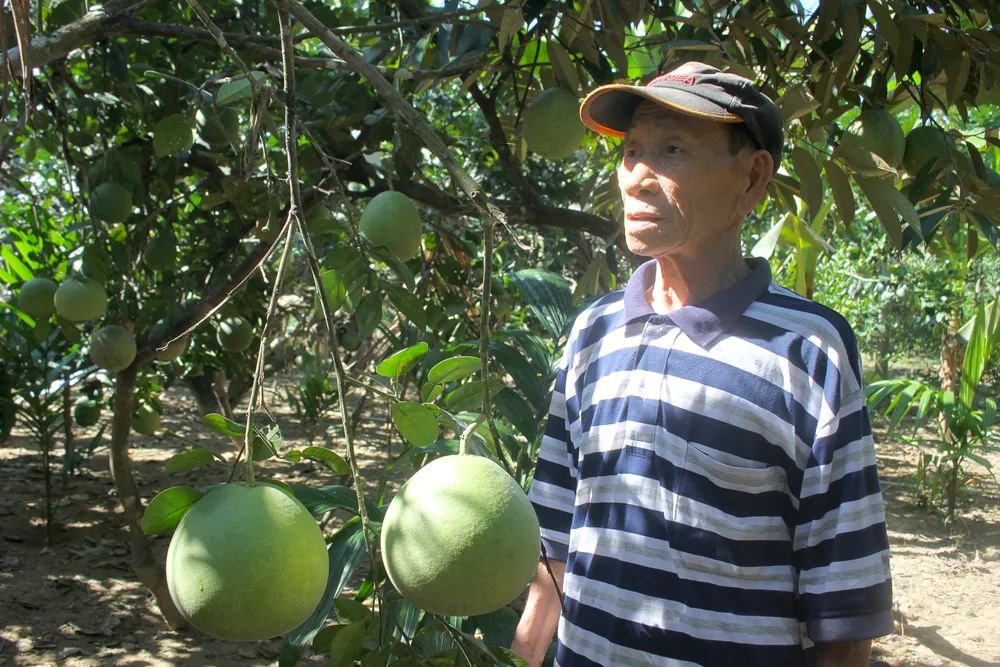 Những quả bưởi đạt trọng lượng 1,5 - 1,8 kg được ưa chuộng trên thị trường. Ảnh: NGUYỄN TRANG