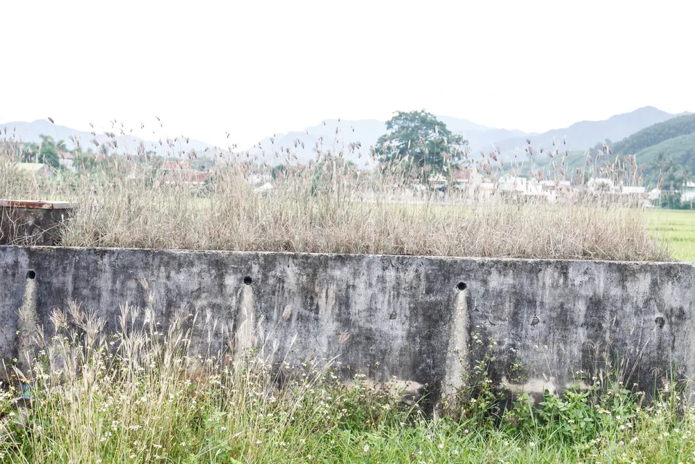 Bể chứa nước toàn cỏ dại mọc um tùm. Ảnh: NGUYỄN TRANG