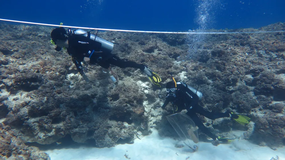 "Giám sát rác thải ngầm trên hệ sinh thái rạn san hô" được thực hiện mỗi năm 1 lần "Giám sát rác thải ngầm trên hệ sinh thái rạn san hô" được thực hiện mỗi năm 1 lần