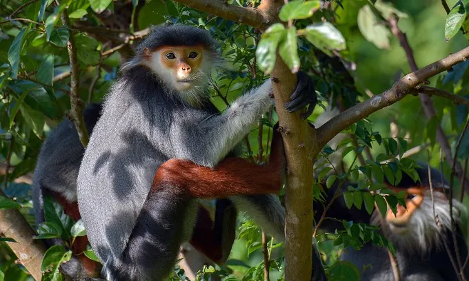 Chà vá chân xám ở khu Tây Ba Tơ