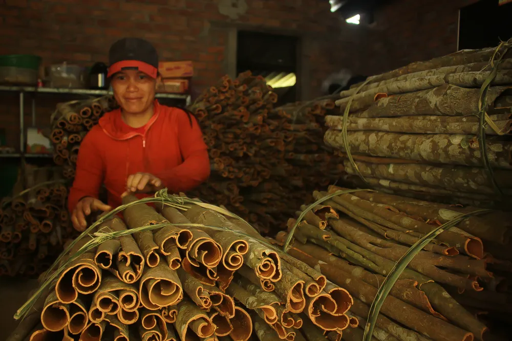 Quế Trà Bồng được xếp vào "Tứ đại danh dược". Ảnh: NGUYỄN TRANG