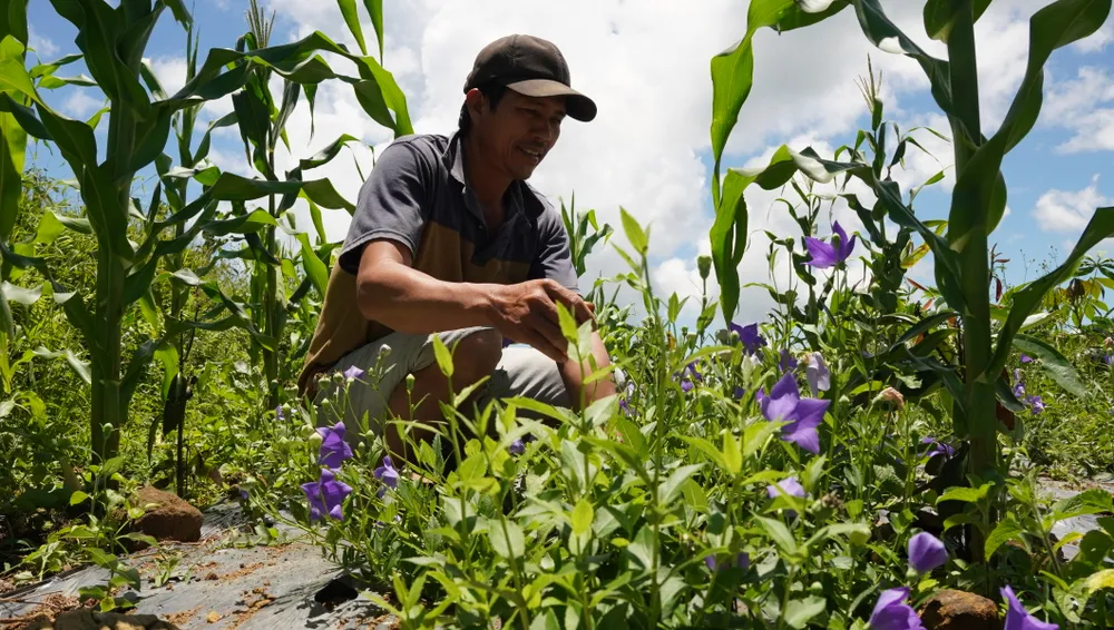 Cây cát cánh ra hoa màu tím trên vùng đất miền núi tỉnh Quảng Ngãi
