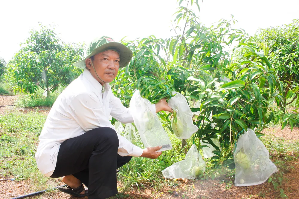Ông Bảy trồng hơn 100 cây xoài đều cho trái sum suê. Ảnh: NGUYỄN TRANG Ông Bảy trồng hơn 100 cây xoài đều cho trái sum suê. Ảnh: NGUYỄN TRANG