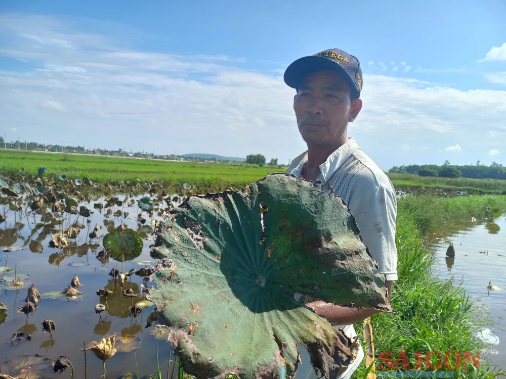 Người dân có mùa trồng sen thất bát. Ảnh: NGUYỄN TRANG