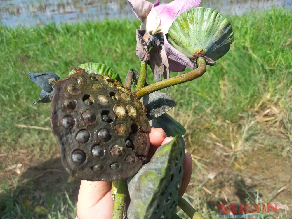 Sen có hạt gần kỳ thu hoạch bị thối, đen lại. Ảnh: NGUYỄN TRANG