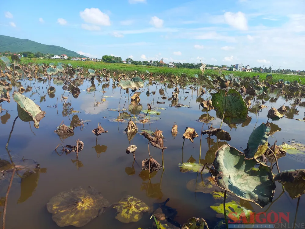 Ruộng sen ở xã Hành Thịnh (huyện Nghĩa Hành, tỉnh Quảng Ngãi) chết hàng loạt, người trồng sen trắng tay. Ảnh: NGUYỄN TRANG