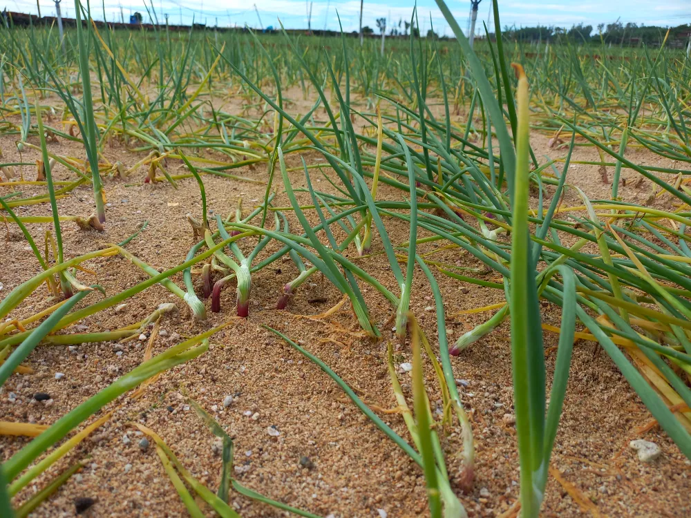 Mưa lớn làm ngã đổ hành tím. Ảnh: NGUYỄN TRANG