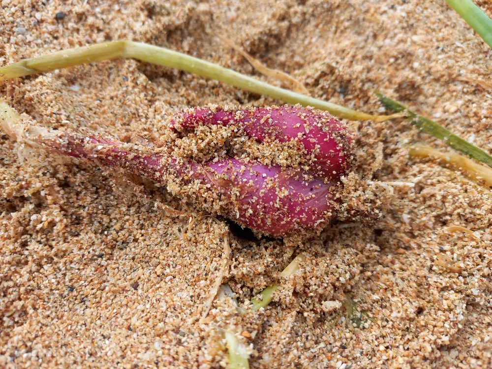 Hành tím úng nước mưa bị hư. Ảnh: NGUYỄN TRANG