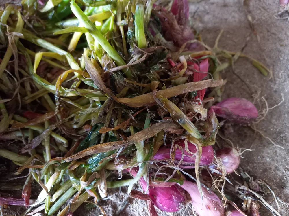 Hành tím vớt vát đưa về nhà. Ảnh: NGUYỄN TRANG