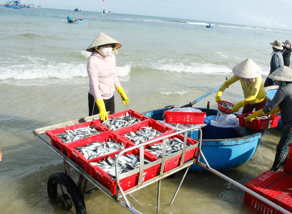 Chở ra trên các xe đẩy vận chuyển vào bờ. Ảnh: NGUYỄN TRANG