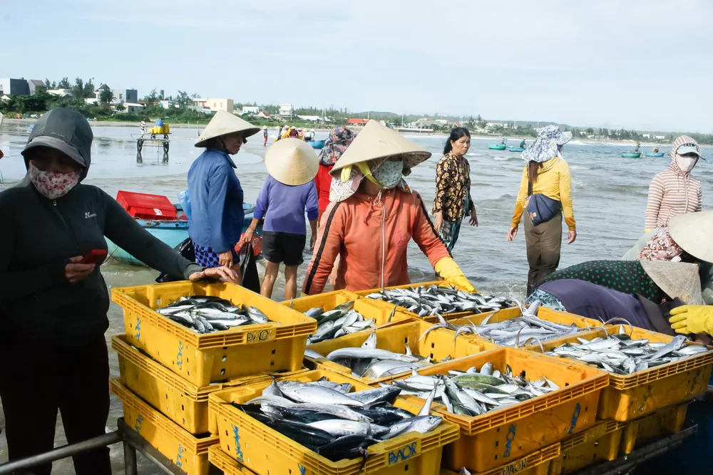 Đánh bắt ven bờ trúng đậm nhiều loại cá. Ảnh: NGUYỄN TRANG
