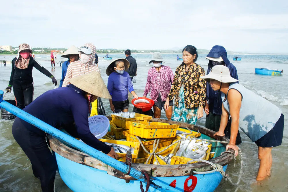 Thương lái đổ xô ra các thúng để chia cá. Ảnh: NGUYỄN TRANG