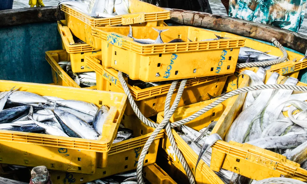 Đủ loại cá khai thác bãi ngang ven biển. Ảnh: NGUYỄN TRANG