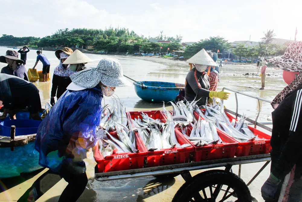 Mùa này các bãi ngang ven biển trúng đậm cá hố. Ảnh: NGUYỄN TRANG
