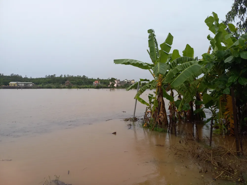Sau buổi sáng, mưa lớn ngập cả cánh đồng lớn xã Bình Tân Phú, huyện Bình Sơn, tỉnh Quảng Ngãi. Ảnh: NGUYỄN TRANG