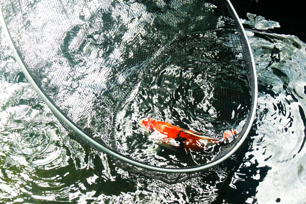 Cá koi có giá trị hàng chục triệu đồng/con. Ảnh: NGUYỄN TRANG Cá koi có giá trị hàng chục triệu đồng/con. Ảnh: NGUYỄN TRANG