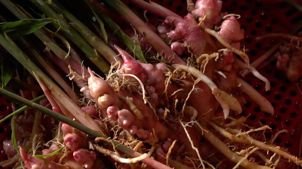 Gừng gió có vị cay, ngọt nhẹ và thanh chứ không gắt, thường dùng điều trị cảm, ho Gừng gió có vị cay, ngọt nhẹ và thanh chứ không gắt, thường dùng điều trị cảm, ho