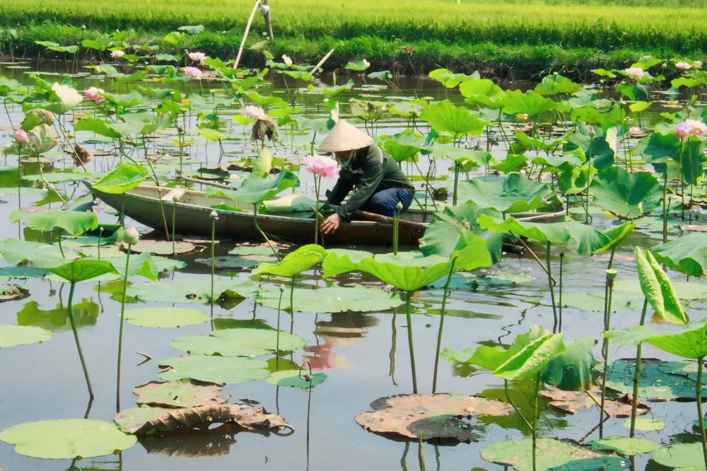 sen bách diệp (5).jpg