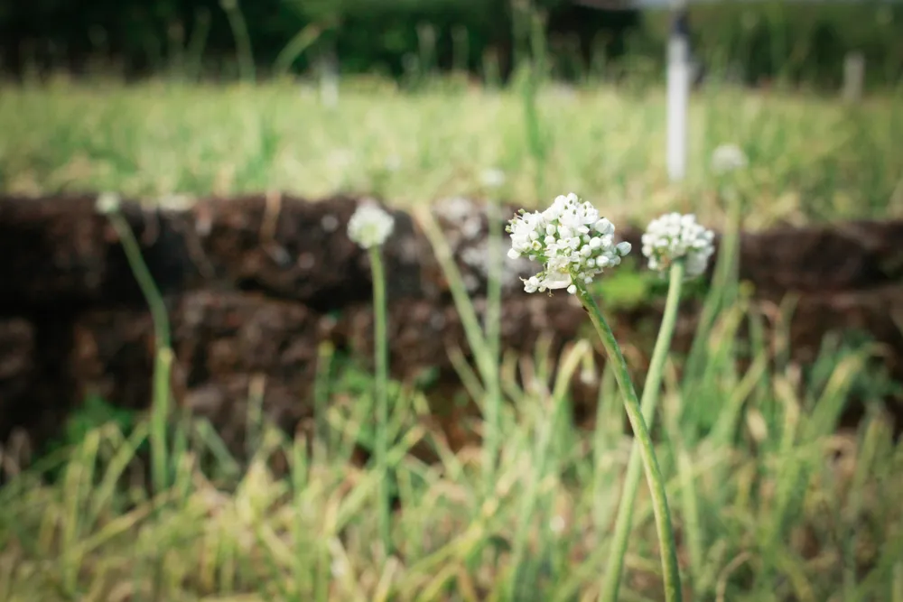 hanh tim 11 (1 of 1).jpg