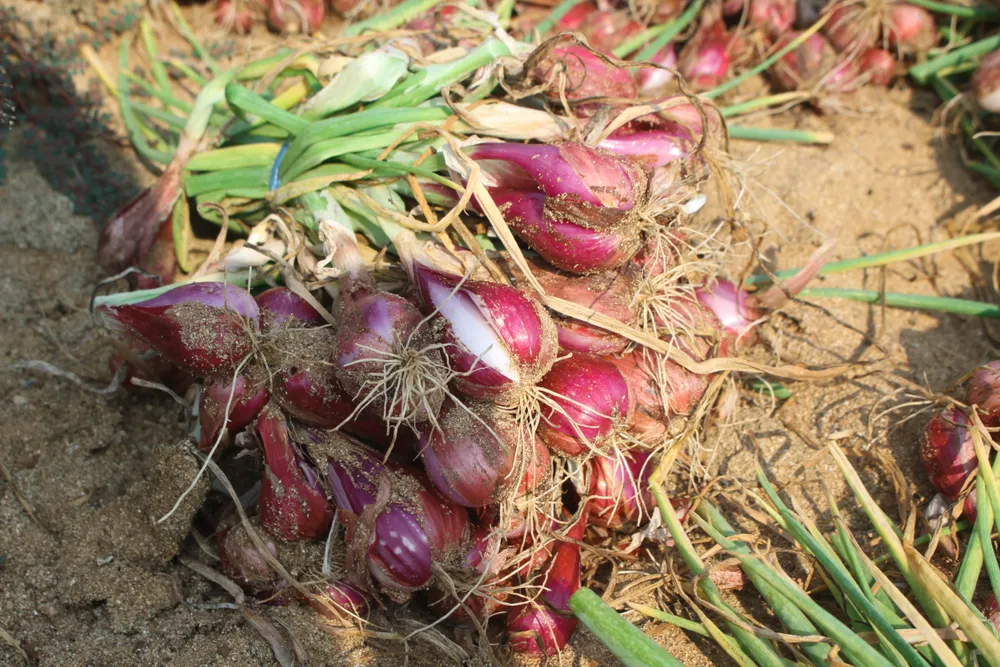 hanh tim 19 (1 of 1).jpg