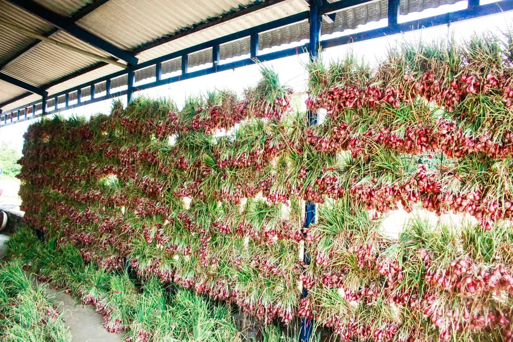 hanh tim 2 (1 of 1).jpg