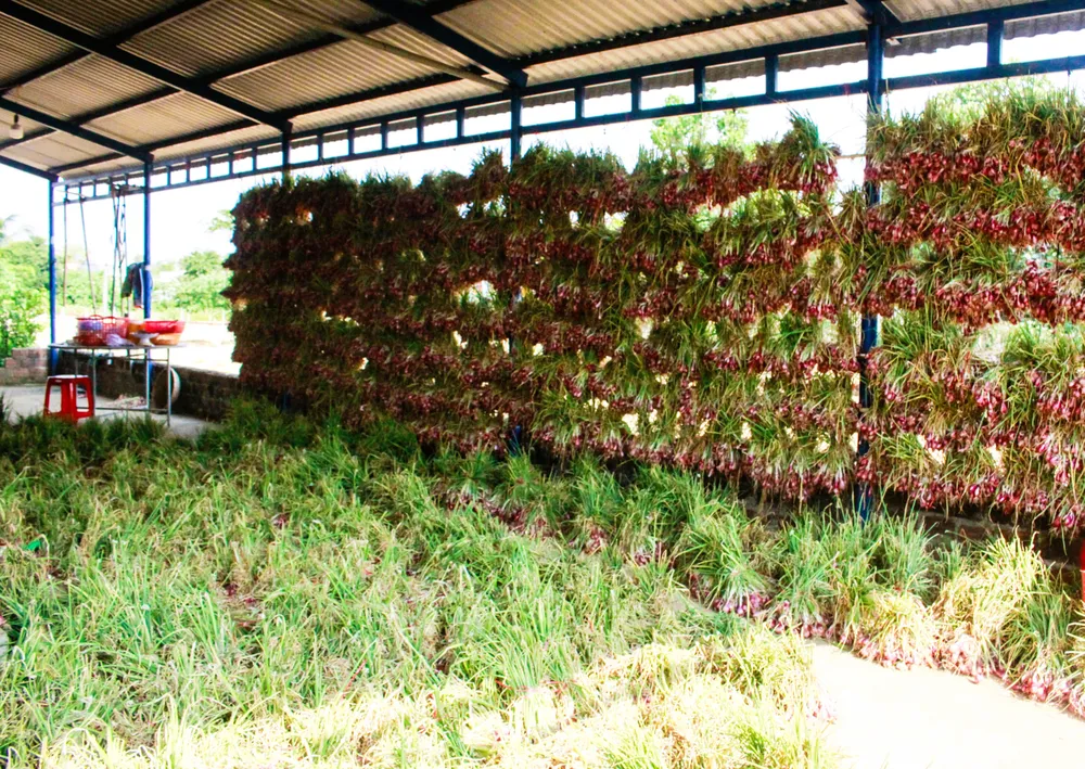 hanh tim 3 (1 of 1).jpg