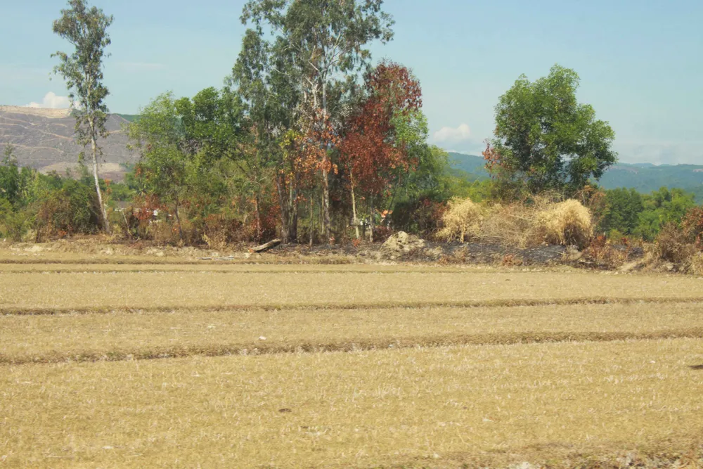 Anh 4- Mot canh dong ruong da kho chay-NGUYEN TRANG.jpg
