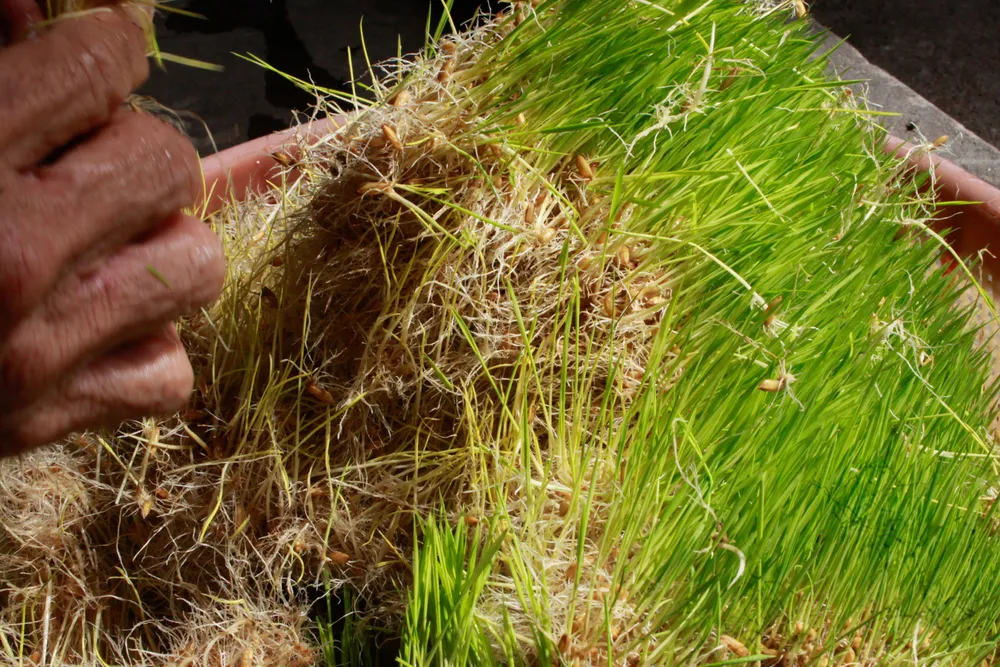 mach nha 45 (1 of 1).jpg