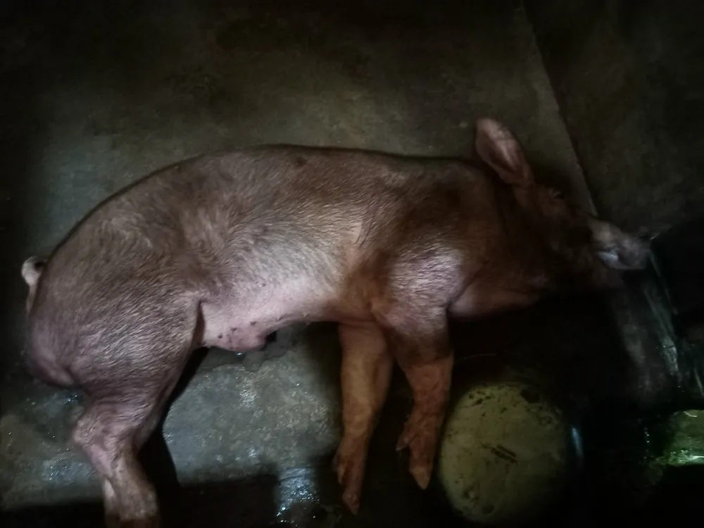 dịch tả heo châu phi