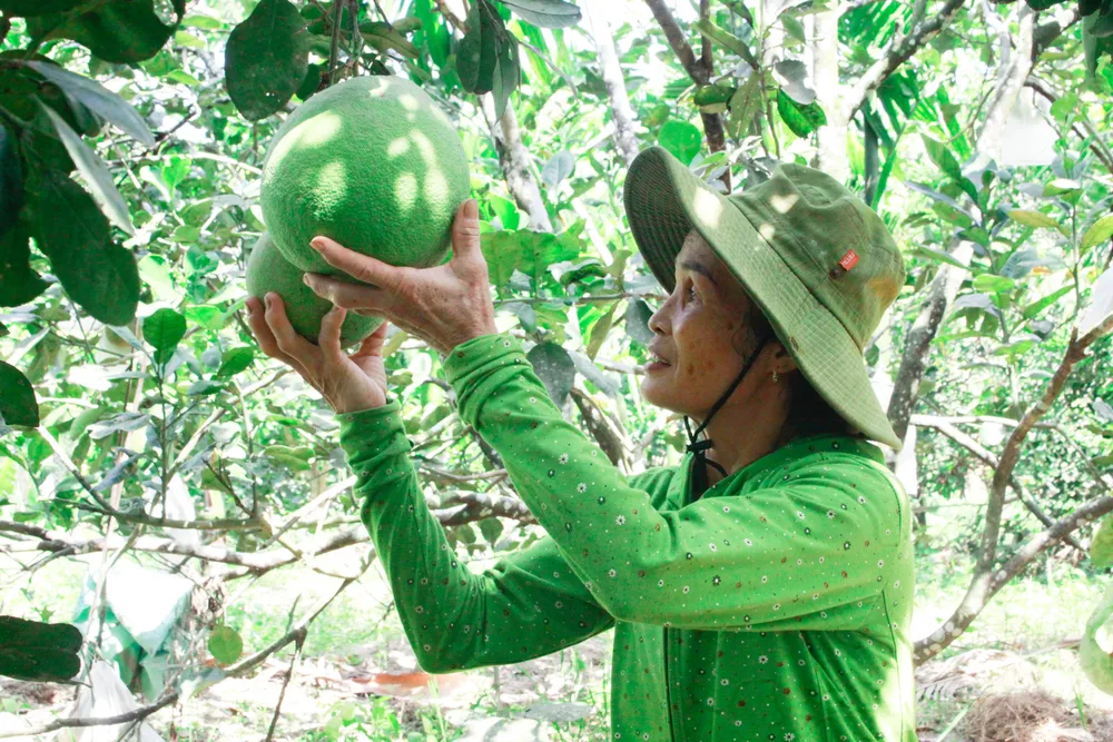 buoi hanh nhan 15 (1 of 1).jpg