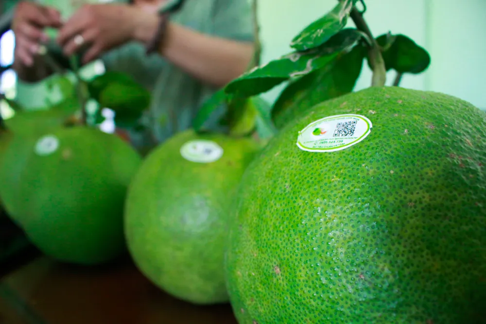 buoi hanh nhan 4 (1 of 1).jpg