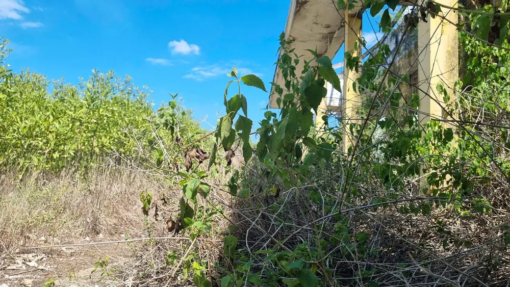 nguyen trang (10).jpg