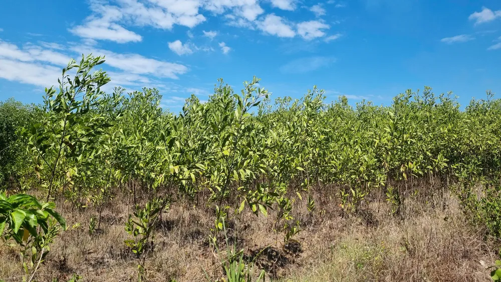 nguyen trang (11).jpg