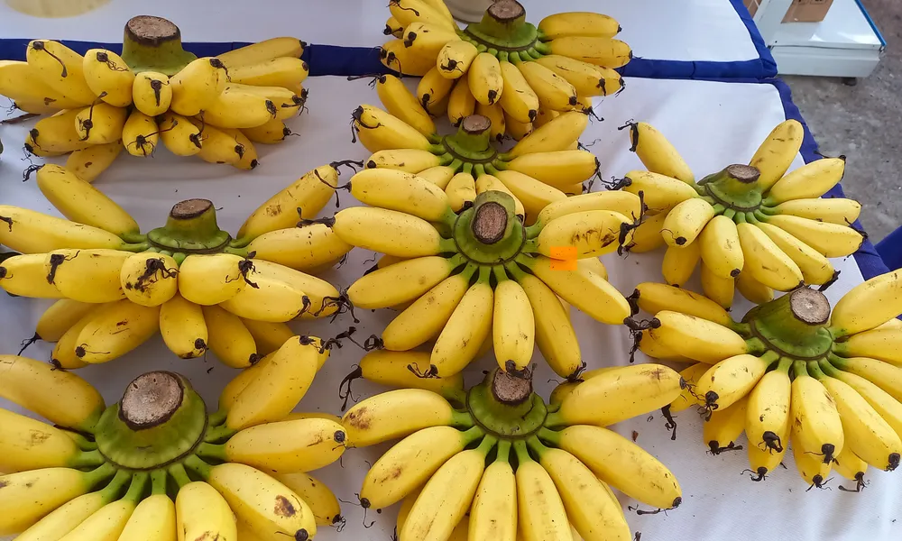 hoi cho 4 (1 of 1).jpg