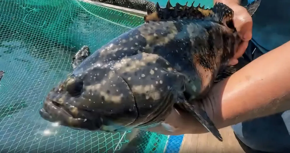 nuôi cá 3 (1 of 1).jpg