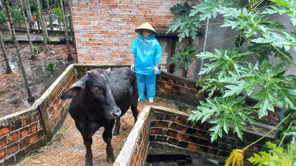 dắt bò lên nhà tránh lũ