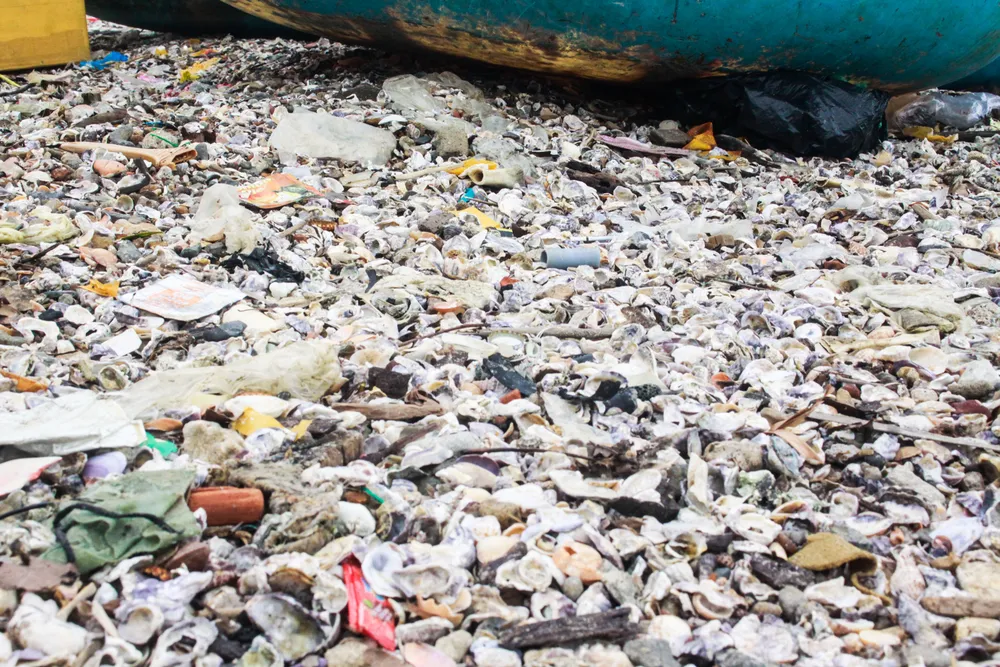 vỏ sò (1 of 1).jpg