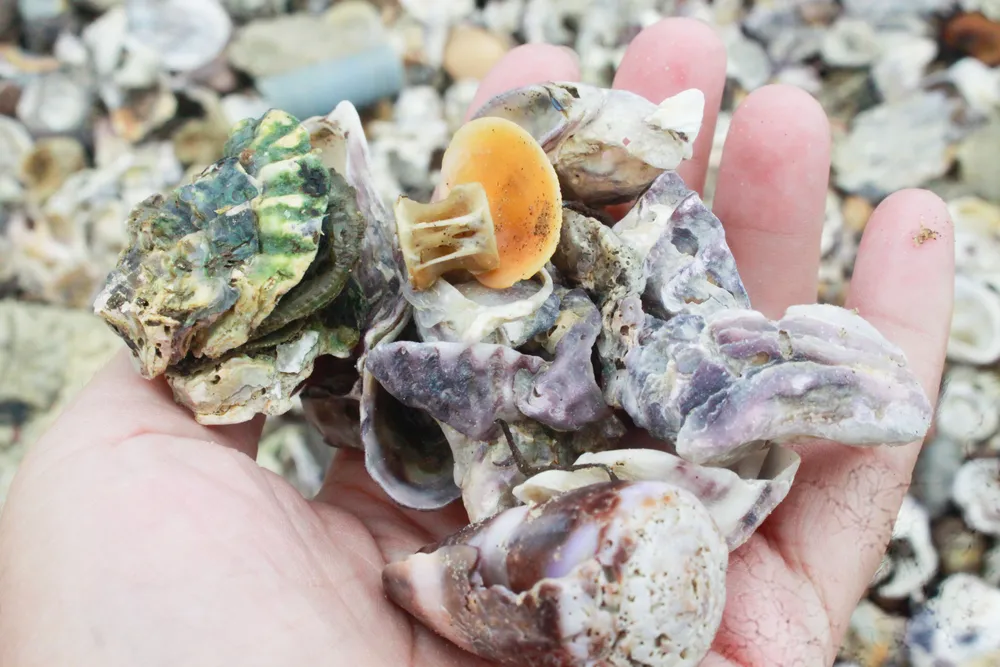 vỏ sò 10 (1 of 1).jpg