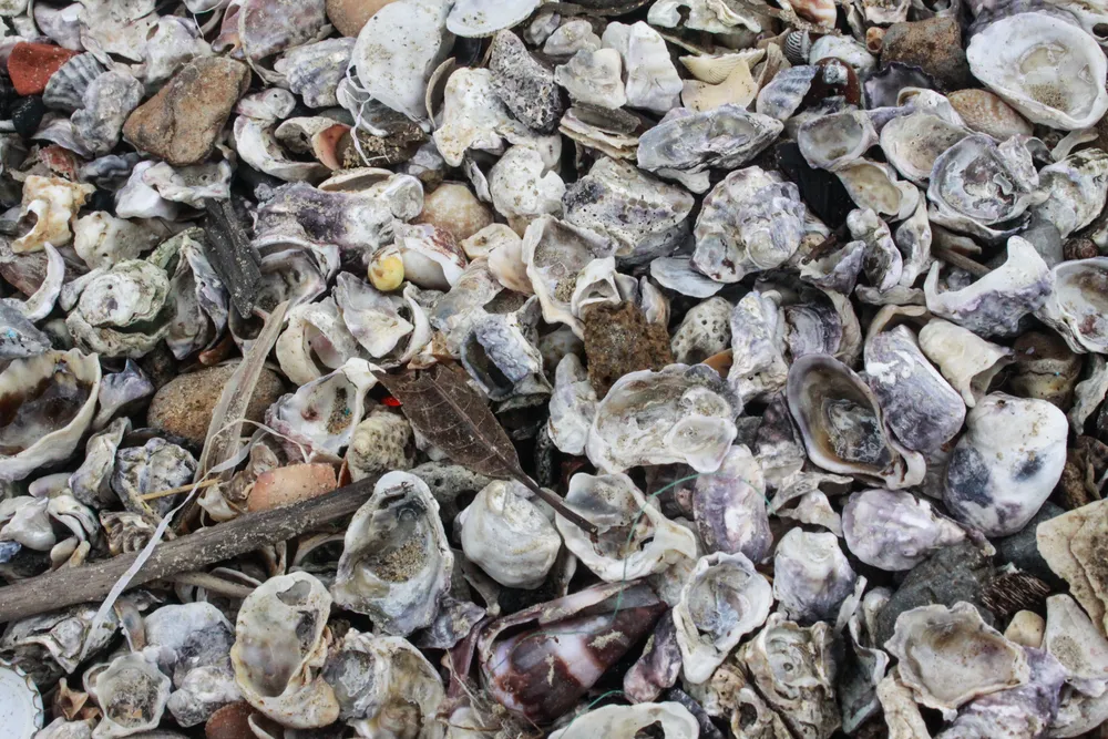 vỏ sò 6 (1 of 1).jpg