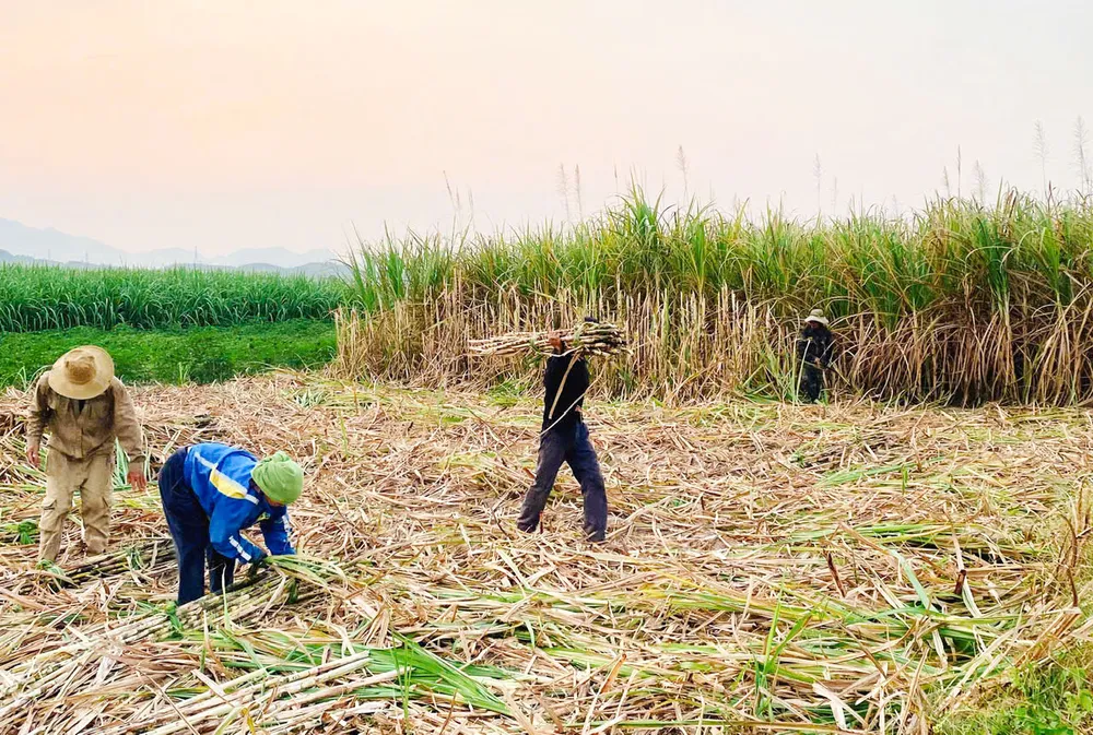 lam duong mia 10 (1 of 1).jpg