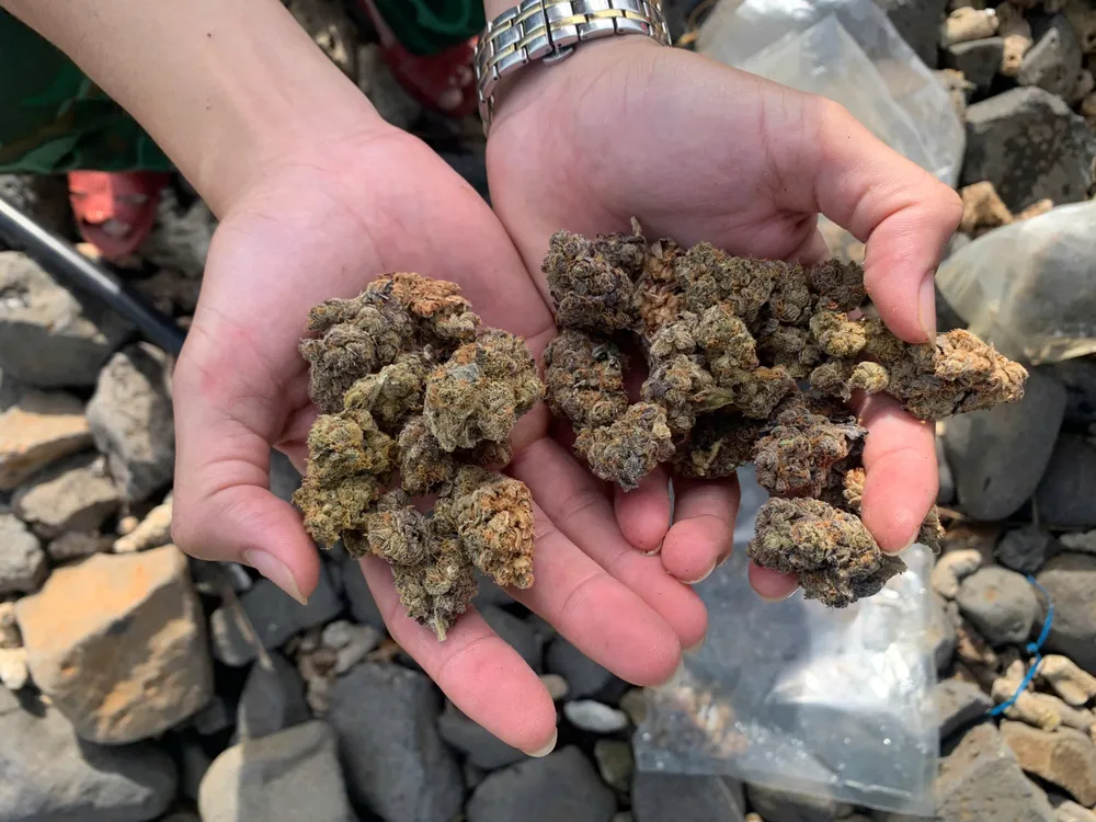 thảo mộc khô cần sa