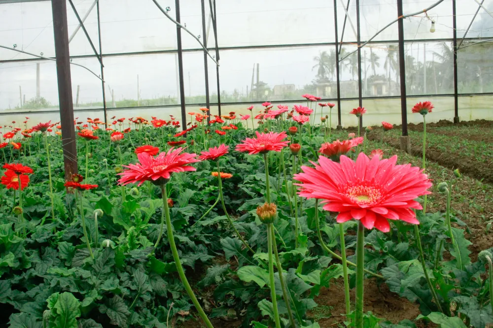 hoa hong 11 (1 of 1).jpg