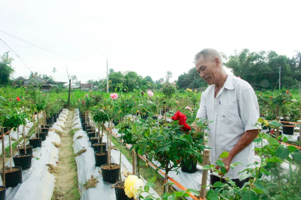 hoa hong 22 (1 of 1).jpg